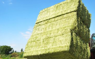 西班牙脱水牧草行业报告（二）